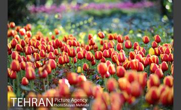 رویش گل های لاله در باغ ایرانی 26