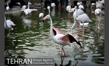 باغ پرندگان تهران 60