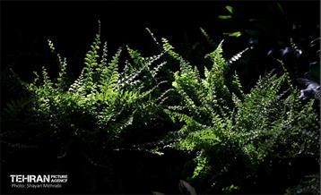 بیستمین نمایشگاه بین‌المللی گل و گیاه 62