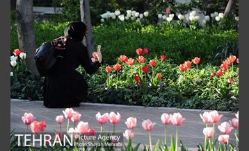 رویش گل های لاله در باغ ایرانی 44