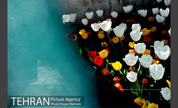 پیاده راه لاله مادران 30