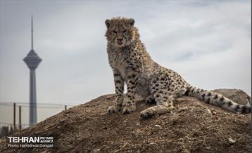 پیروز؛ پسر ایران 9