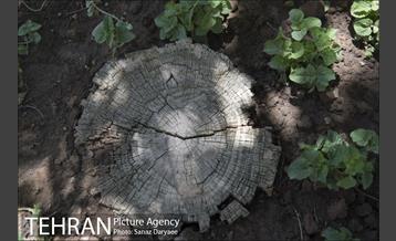 بوستان شفق‎ 14