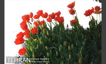 رویش گل های لاله در بوستان گفتگو 28