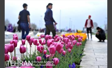 رویش گل های لاله در میدان آزادی 14