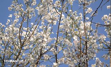 و اینک بهار 12