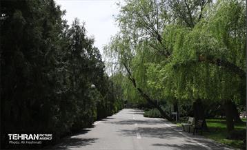 بوستان بانوان نرگس 37