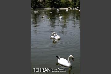 باغ پرندگان تهران 20