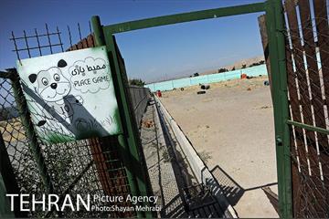نقاهتگاه سگ های بدون صاحب واقع در آراد کوه 26