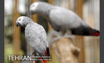 باغ پرندگان 16