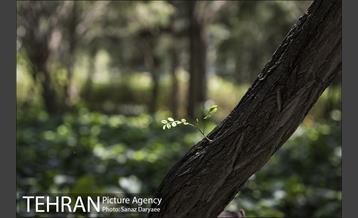 بوستان آزادگان 20