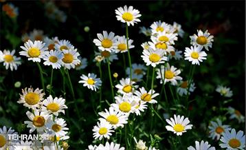 طبیعت بهاری در باغ ملی گیاهشناسی ایران 18