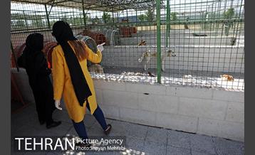 نقاهتگاه سگ های بدون صاحب واقع در آراد کوه 45