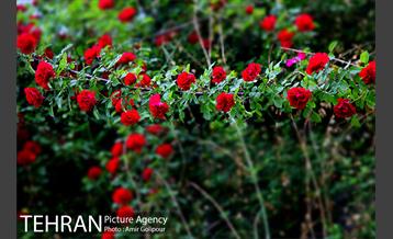 بوستان جوانمردان ایران‎ 22