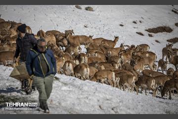 حیات وحش تهران  6