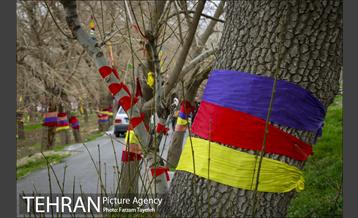 آرایش درختان کهنسال توت در محله کن 4