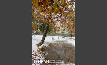 بارش نخستین برف پاییزی تهران 21