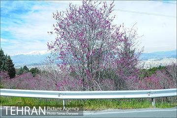 طبیعت بهاری بوستان سرخه حصار‎ 2