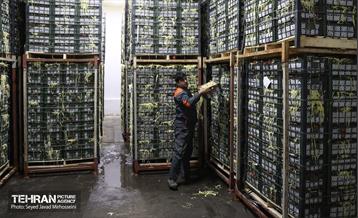 بازدید از سردخانه 10