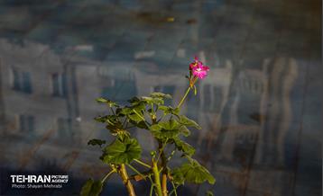 باغ گلاریس 44