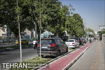 پارک خودرو‌ بین درختان چنار 7