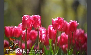 رویش گل های لاله در باغ ایرانی 17