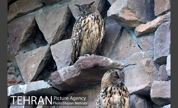 باغ پرندگان تهران 9