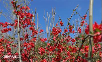 بهار در منطقه 18 32