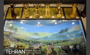 موزه حیات وحش پردیسان 1