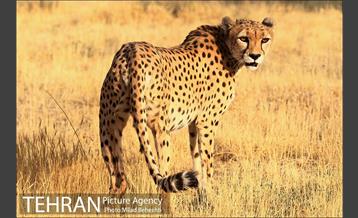 نشست تغییرات اقلیمی با حضور هنرمندان و فعالان محیط زیست‎ 19