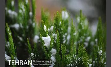 برف پاییزی در تهران 44