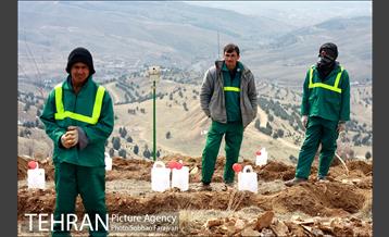 کاشت ۱۰۰ هزار اصله نهال در پارک جنگلی تلو 14