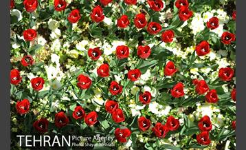 رویش گل های لاله در بوستان گفتگو 31