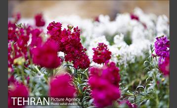 بوستان گفتگو 20