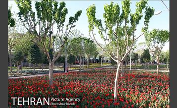 جشنواره لاله‌ها در بوستان زندگی محله هرندی 1