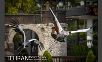 باغ پرندگان فاز دوم 12