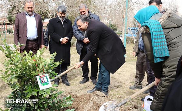 غرس ۱۱۰۰ نهال در منطقه ۱۱ 34