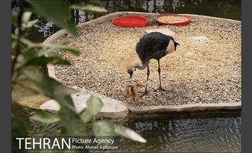 باغ پرندگان تهران 8