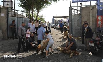 بازدید از مرکز عرضه بهداشتی دام ویژه عید قربان 1