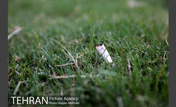 طرح پاکسازی پارک شهر تهران از فیلترهای سیگار  13