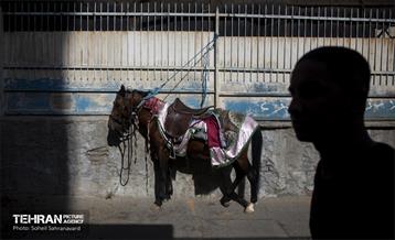 ورود نمادین کاروان امام حسین‌(ع) به کربلا 38