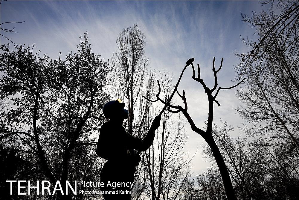 آغاز فصل هرس درختان- 3