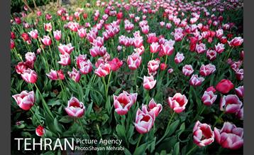 باغ ایرانی (بوستان مهندس مختاری) 22