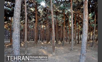 پارک جنگلی سرخه حصار 36