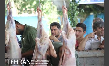 عرضه دام زنده در منطقه 19 شهرداری تهران 13