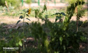 افتتاح پروژه‌های منطقه ۱۴ 10