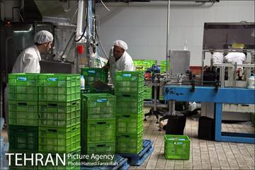 خط تولید شرکت صنایع شیر ایران 8