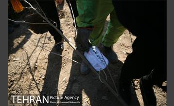 غرس نهال در بوستان بهاران 17