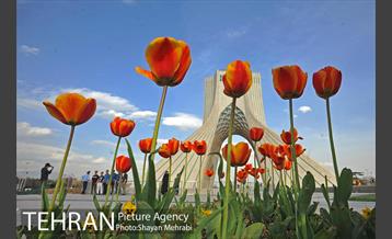 رویش گل های لاله در میدان آزادی 8
