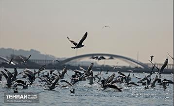 کوچ پرندگان مهاجر به دریاچه شهدای خلیج‌فارس 27